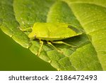 Small green stink bug resting on a leaf