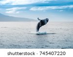 whale jumping out of water in iceland