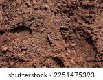 Bullet shells left on red dirt ground in rural New Mexico
