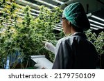 Small photo of Cannabis scientists are investigating the quality of cannabis cannabis in cultivation schools. Medical concepts, cannabis, CBD