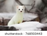 Short-tailed Weasel Mustela erminea in white winter fur at Simpson Lake, Yukon, Canada