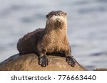 North American River Otter...