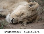 Lioness Sleeps On The Ground