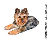 Dog Yorkshire Terrier Isolated...