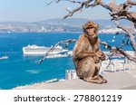 Barbary Macaque Monkey In...