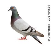 Feral pigeon isolated on white.