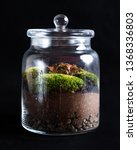 Jar Of Forest   Plants In Glass ...