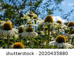 Cluster of stunning white and yellow echinacea purpurea White Swan flowers, also known as coneflowers or rudbeckia. Blue sky in the background.