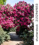 Small photo of Tunnel of brightly coloured pink rhododendron flowers, photographed in late spring in Temple Gardens, Langley Park, Slough UK.