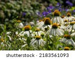 Echinacea Cone Flowers With...