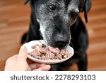 Dog eating canned meat from a...