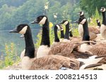 close up of group of Canada gooses near by the Meuse river in Belgium. 
