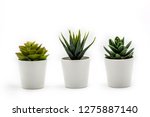Natural green succulents cactus, Haworthia attenuata in white flowerpot isolated on white background