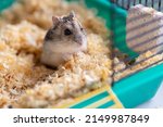 Funny Hamster Sits In Cage ...