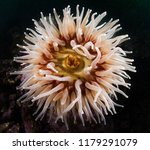 A Portrait Of A Sea Anemone