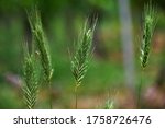 Macro Seeds Of Wild Grass On A...