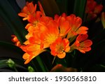 Orange Flower Clivia In A Pot ...
