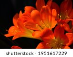 Detail Of Orange Blossom Clivia ...
