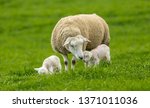 Texel Cross Ewe  Female Sheep ...