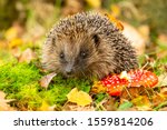 Hedgehog, (Scientific name: Erinaceus Europaeus) wild, native, European hedgehog with red Fly Agaric toadstool, and green moss.  Facing forward.  Autumn or fall. Close up. Horizontal.  Space for copy.