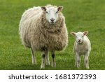 Ewe  A Female Sheep With Her...