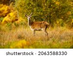 Red Deer hind, or female, in Autumn, stood facing camera with colourful autumnal colours of yellow and orange.  Glen Strathfarrar, Scottish Highlands.  Copy Space.  Horizontal.