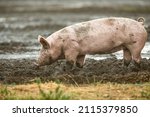 Small photo of Pig being reared outdoors in natural environment and allowed to forage and wallow in mud. One young female pig or gilt facing left. Horizontal. Copy space.
