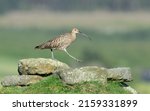 Curlew In Springtime  Stepping...