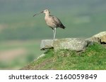 Curlew In Springtime  Stood On...