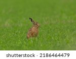 Small photo of Brown Hare. Scientific name: Lepus Europaeus. Wild, native European brown hare chomping on wild flowers in a lush green meadow in summer. Facing right. Clean background. Horizontal. Space for copy