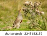 Small photo of Grey partridge, also known as the English Partridge, reaching up to peck at thistle seeds on managed moorland in the Yorkshire Dales. Scientific name: Perdix perdix. Horizontal. Copy space