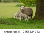 Sheep and lambs   a mother...