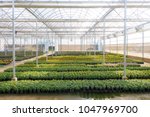 Small photo of Blurred flowers cultivation in a green house. Production flowers. Plants crop in greenhouse.