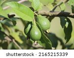Small photo of Guava is a common tropical fruit cultivated in many tropical and subtropical regions. The common guava Psidium guajava (lemon guava, apple guava) is a small tree in the myrtle family Myrtaceae.