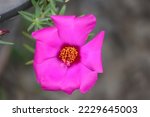 Portulaca grandiflora is a succulent flowering plant in the family Portulacaceae. It has many common names, including rose moss, eleven o'clock, Mexican rose, rock rose, and moss-rose purslane.