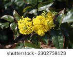Small photo of Sweden. Mahonia aquifolium, the Oregon grape or holly-leaved barberry, is a species of flowering plant in the family Berberidaceae, native to western North America.