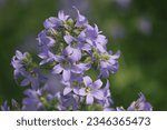 Small photo of Sweden. Campanula lactiflora, the milky bellflower, is a species of flowering plant in the genus Campanula of the family Campanulaceae, native to Turkey and the Caucasus.