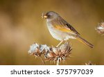 Small photo of yellow flinch perched on a thistle