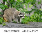 Beautiful young raccoon with...
