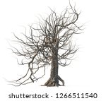 Dead Tree Isolated On White...