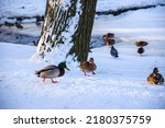 Ducks in the snow during wintering. Duck and drake in winter snow scene. Ducks in winter. Ducks on snow