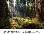 Sun rays in the forest in the morning. Forest sunbeams in morning. Morning sunrays in deep forest. Deep dark forest sunrays in the morning