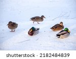 Ducks in the snow during...