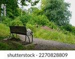Wooden bench in the middle of woodland
