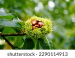 Close up of sweet chestnuts growing in a tree