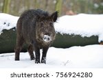 Wild boar in the forest,  winter, (sus scrofa)
