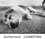 Small photo of Old dog sleep like a log