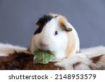 Small photo of Closeup frontal view of adorable tricolor guinea pig with black button eyes sitting on cowhide cushion eating lettuce greedily