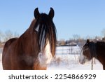 Selective focus closeup portrait of chestnut Clydesdale horse standing in field covered in fresh snow during a winter afternoon, with other animal in soft focus background, Quebec City, Quebec, Canada