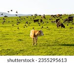 Hereford cow and other cattle standing in field surrounded by large flock of common starlings flying, Quebec City, Quebec, Canada